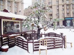 Дерево 12 стульев